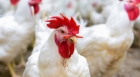 حماية المستهلك تتلقى شكاوى من عدم توفر الدجاج بأوزان مناسبة