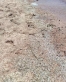 سلطة العقبة: نفوق كميات من صغار الجمبري على الشاطئ