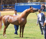 انطلاق فعاليات بطولات الشرق الأوسط للخيول العربية الأصيلة