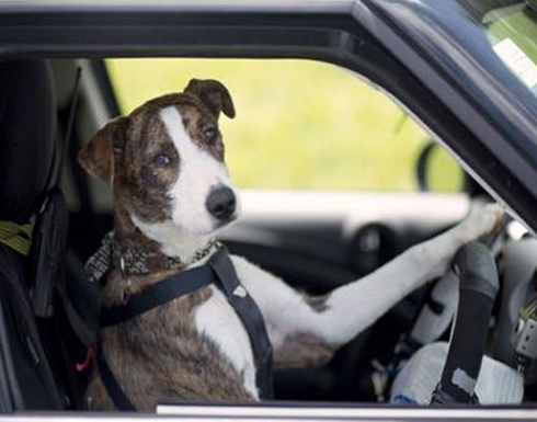 كلب يقود سيارة لمدة ساعة (فيديو)