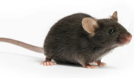 هل خلاص البشرية من كورونا يعتمد على هذا الفأر؟