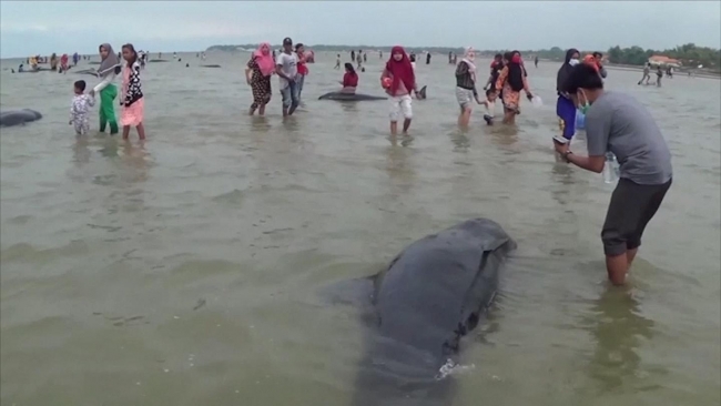 بالفيديو : نفوق عشرات الحيتان قبالة سواحل جزيرة إندونيسية
