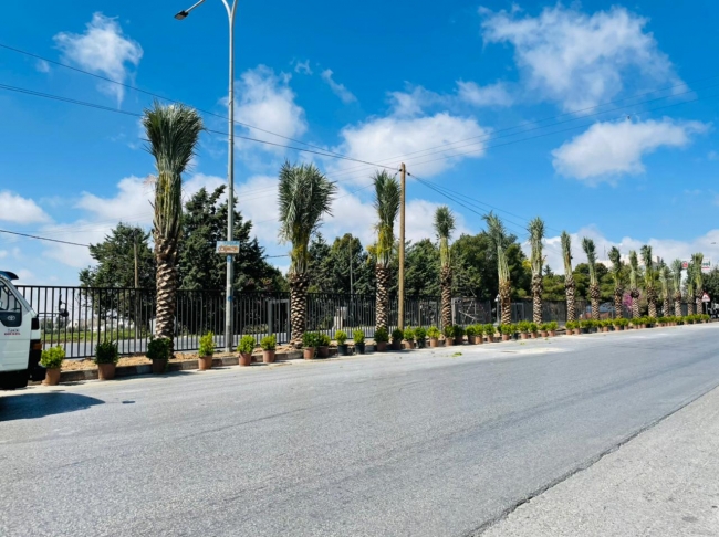 جامعة عمان الاهلية تنفذ حملة لزراعة النخيل وتأهيل طريق السرو الرئيسي