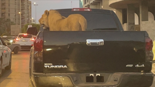 على ظهر سيارة.. أسد يطوف شوارع طرابلس الليبية