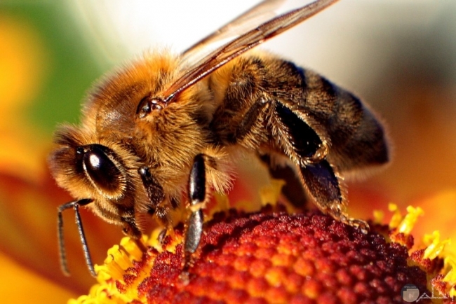 اليوم هو اليوم العالمي للنحل، يساهم النحل في تلقيح النباتات والأزهار