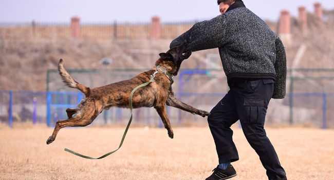 باحثون يدربون الكلاب البوليسية على اكتشاف رائحة كورونا