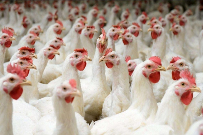 الصناعة والتجارة تحدد أسعارا تأشيريه للدجاج
