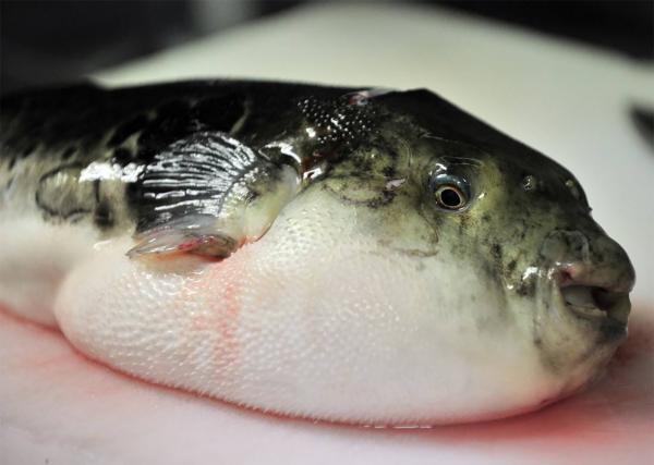 سمها يكفي لقتل 100 شخص  تحذير من سمكة سامة في دولة عربية
