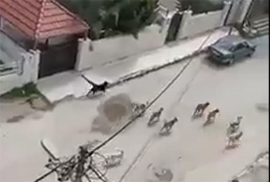 كلاب ضالة تنتشر بشوارع إربد  فيديو