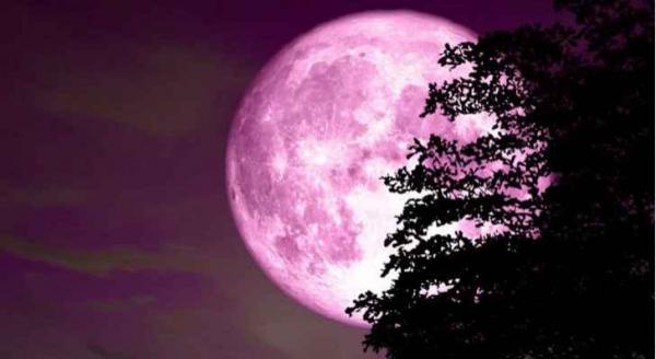 القمر الوردي يُزين سماء العالم مساءً