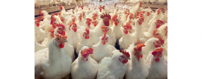 دعوة لاجراء تحقيق حول شكاوى نقص الدجاج وارتفاع اسعاره