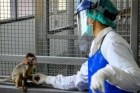 دراسة ربع مرضى جدري القرود مصابون بفيروس نقص المناعة