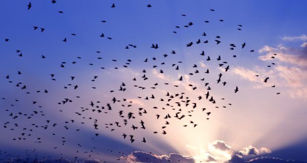 دراسة بريطانية نفايات كورونا تقتل الطيور حول العالم