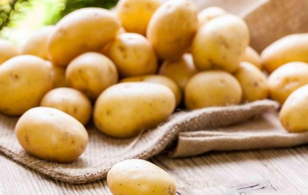 هل يعتبر تناول البطاطا المصابة بالبقع الخضراء صحي وآمن؟