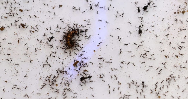 رقم خيالي .. كم عدد النمل الذي يعيش على الأرض؟
