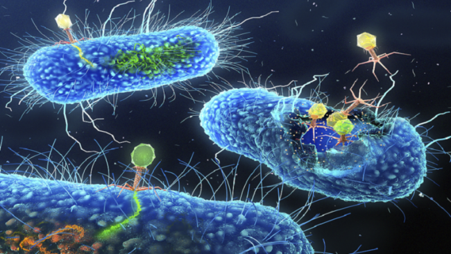ابتكار خلايا اصطناعية حية عن طريق حصاد البكتيريا
