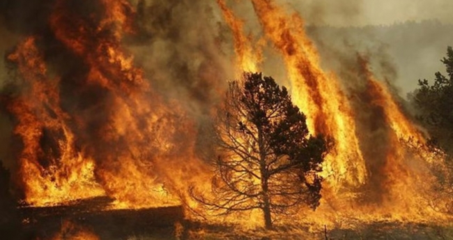 وزيرة موريتانية: الحرائق تدمر 300 ألف هكتار من مراعينا سنويا