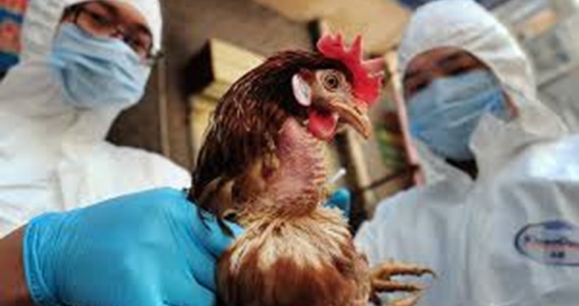 اليابان: اكتشاف بؤرة جديدة لتفشي أنفلونزا الطيور