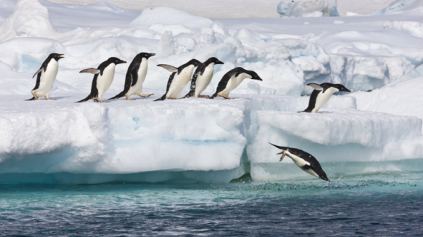 اكتشاف مستعمرة جديدة لـالبطريق الإمبراطور في القطب الجنوبي