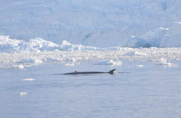 أصغر عمالقة البحار .. دراسة تكشف أسرار أكثر الحيتان غموضا