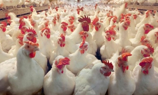 وزارة الصناعة: مخالفة شركة منتجة للدجاج