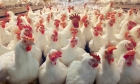 وزارة الصناعة مخالفة شركة منتجة للدجاج