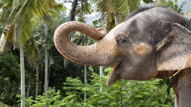 كيف تعلّمت أنثى الفيل تقشير الموز قبل تناوله!