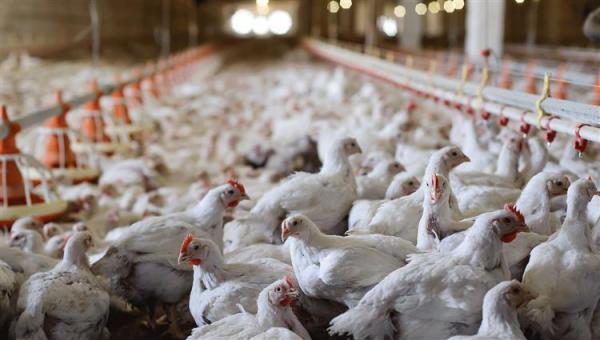 الأردن يوقف استيراد الدجاج من منطقة تركية وولايتين أميركيتين