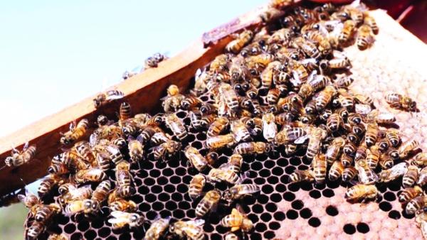 أم أمريكية تتعرض  75 مرة للسعات  النحل لحماية أطفالها