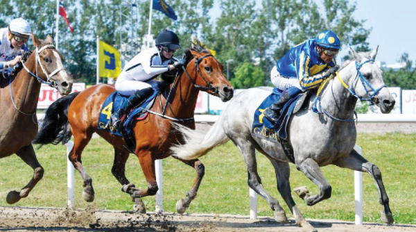 8 خيول تتنافس على كأس الوثبة في مالمو