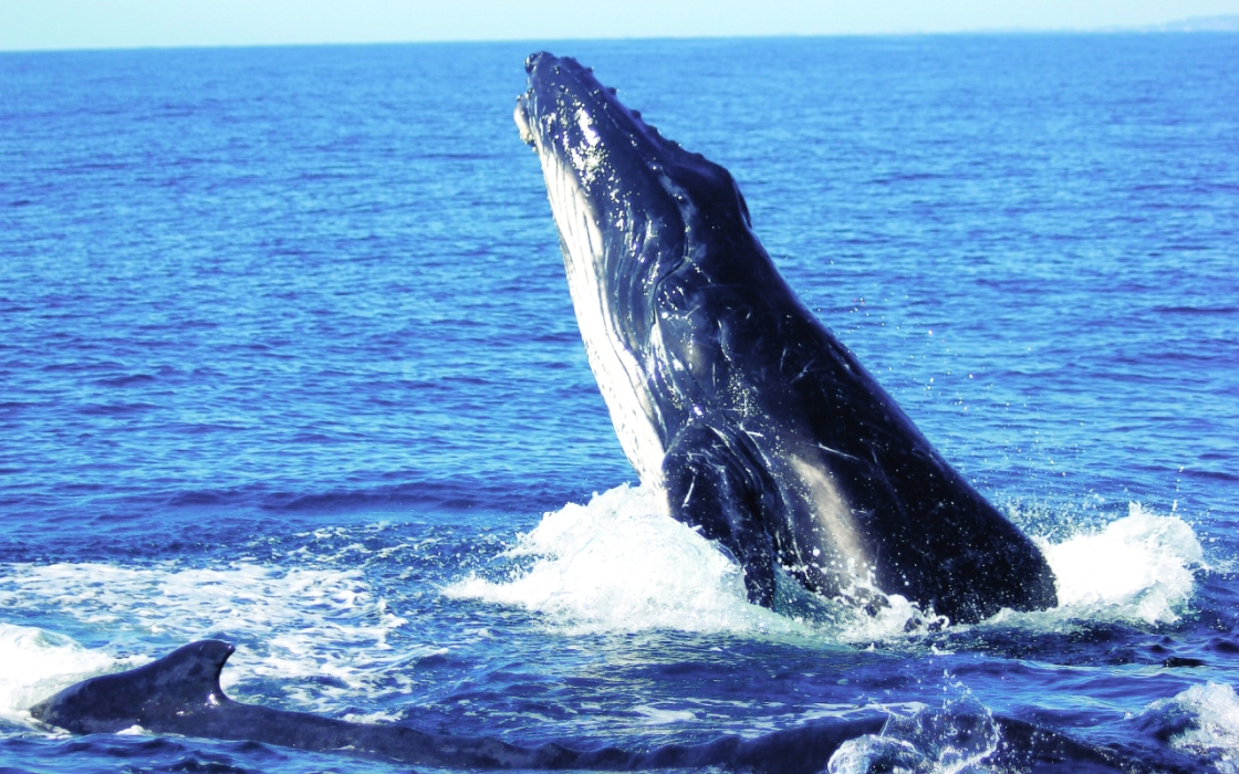 غناء الحيتان الخافت يقلق العلماء