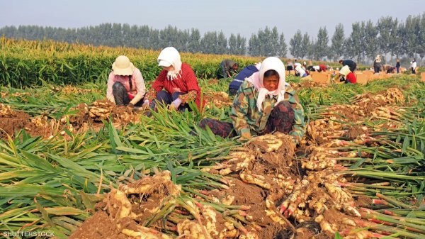 وسط مخاوف حول المحاصيل .. مدن الصين تستعد لدرجات حرارة قياسية