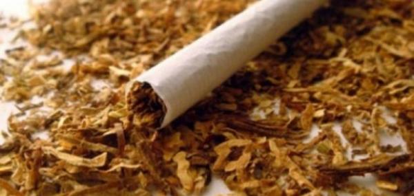 ما هي أنواع التبغ؟