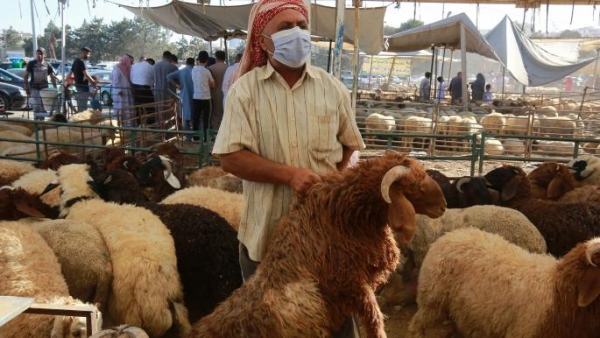 توقف التصدير يهدد مزارع المواشي في الأردن