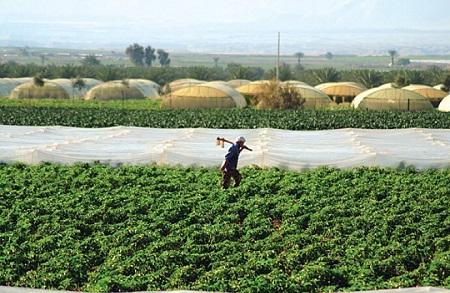 زراعة وادي الأردن: توفر فرص عمل ضمن مشروع العمل مقابل الأجر