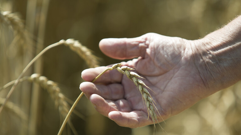 الجفاف أم إلغاء صفقة الحبوب.. أيهما سيكون الأكبر تأثيرا على أسعار الغذاء في العالم؟