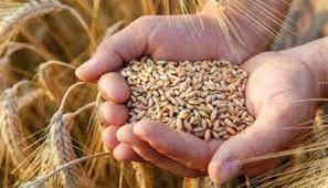 عالميًا تراجع طفيف لأسعار القمح