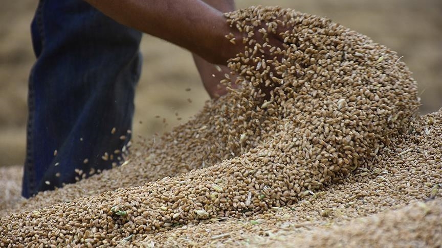 تراجع طفيف لأسعار القمح عالميا