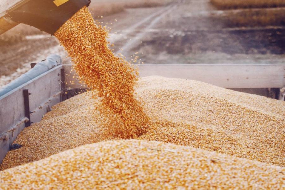 20 ارتفاع أسعار الحبوب من مناشئها خلال الشهر الحالي