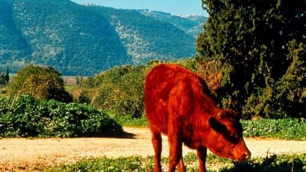 ما هي قصة البقرات الحمراء التي تكلم عنها “أبو عبيدة”؟