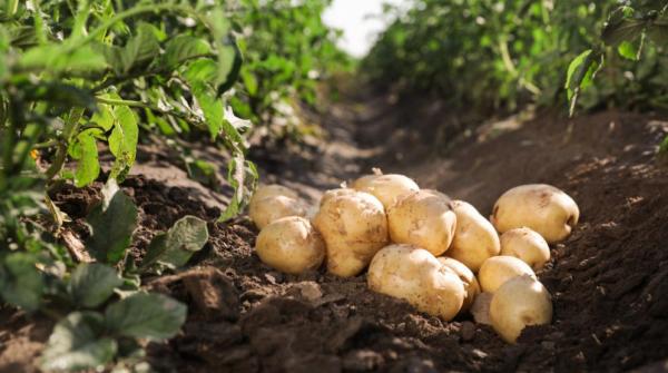 الزراعة: لفحة البطاطا لا تؤثر على صحة المستهلك
