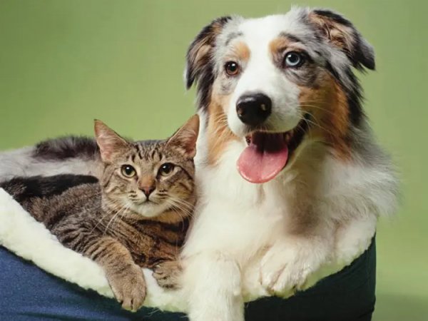 إلغاء رخص استيراد وتصدير القطط والكلاب