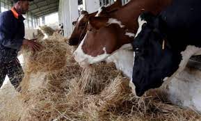 مربي الأبقار : انهيار أسعار الحليب الطازج