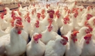 الحكومة: 170 قرشا سعر كيلو الدجاج في حده الأعلى