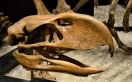 أستراليا: العثور على جمجمة طائر انقرض منذ 45 ألف عام