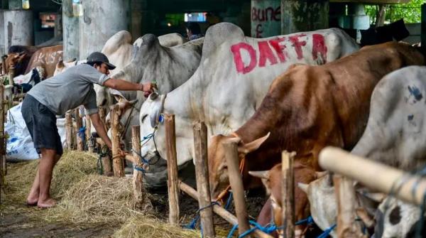 صالون لتدليك البقر في إندونيسيا قبل تقديمها أضحية بالعيد