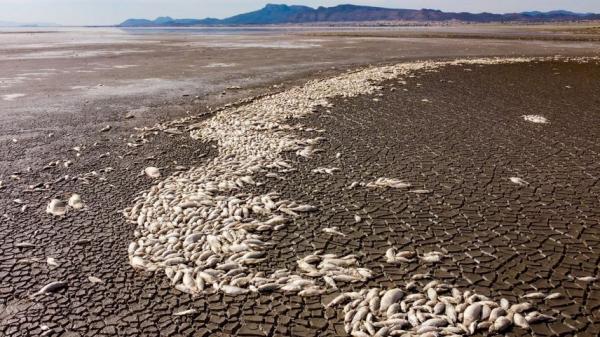 الجفاف يقتل آلاف الأسماك في المكسيك