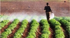 موجة الحر تتسبب بخسائر لمعظم المزارعين الأردنيين .. ومطالبات بتعويض