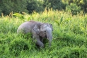 إدراج فيل بورنيو في قائمة الأنواع المهددة بالانقراض