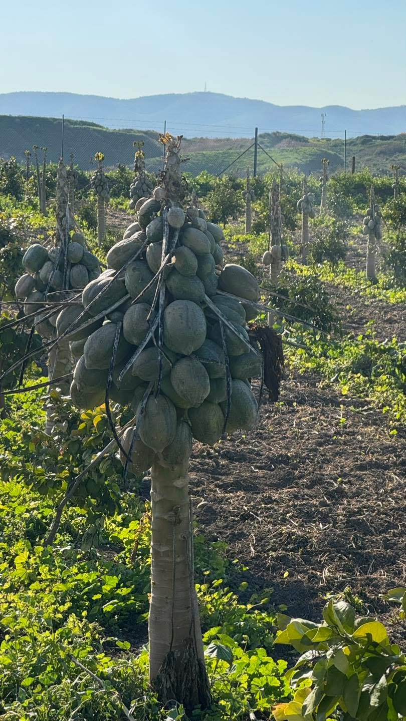 زراعة الأغوار الشمالية تباشر بحصر أضرار الصقيع